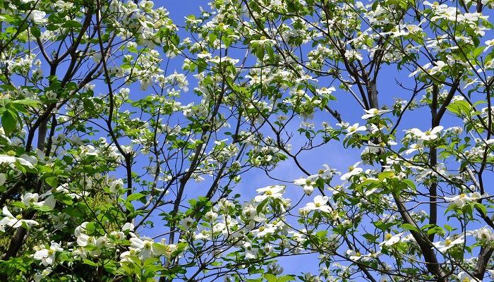 花期：4～5月 分類：落葉高木 樹高：5～8m ハナミズキの特徴 ハナミズキは春に高木の上のほうに白やピンクの花を咲かせる樹木です。庭木や街路樹、公園などに植えられいます。ハナミズキは春の開花から夏の新緑、秋の紅葉、秋から冬に実る赤い果実と、四季を通して美しい姿を見せてくれます。  <div class="posttype-library shortcode"><div id="postMain" class="full"><article class="library-list-tax"><a href=_-6.html class="clickable"></a>
   <div class="library-list-ttl clearfix">
   <h2 class="library-list-ttl-text"><span class="library-list-ttl-text-inner">ハナミズキ(花水木)</span></h2>
    <div class="library-list-types">
    <a href=garden-tree_.html class="library-list-type">庭木</a><a href=defoliation_.html class="library-list-type">落葉</a>    </div>
 </div>
  <div class="thumbnail" style="background:url(jpg/4d4357a4ba1559b0919def517303e062-300x191.jpg) no-repeat center/cover;"></div>
  <div class="top-post-ttl-extext">
          <ul class="library-list-list">
          <li class="library-list-item">桜が開花し終わった時期に花を咲かせるハナミズキ。見ごろは4月から5月にかけてです。落葉樹として知られているハナミズキですが、10m以上まで生長します。分布も全国各地。極端に寒さの厳しい地域では生育が見られませんが、大抵の場所なら育てることが出来ます。
ハナミズキの葉は、枝の先に楕円形についています。花は、桜の様な形に見えますが、花弁が付いているわけではありません。花に見える部分は、花弁ではなく、葉が変形した総苞（そうほう）、です。実際の花弁は総苞よりも中央にあります。
ハナミズキの寿命は桜と同じく80年程度と言われています。
</li>
      </ul>
      </div>
</article></div></div>